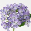 Artificial Flower Hydrangea 5 single stem GS-53623006-Z2_7 Artificial Flower 15*15*32cm Hydrangea *5 single stem GS-53623006-Z2 Single Flowers YeahFlower is one of Chinese leading OEM manufacturers and exporters , supplying the silk flowers, wholesale artificial trees