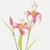 Artificial Flower Lily 3 single stem GS-53623015-P1_4 Artificial Flower 22*22*60cm Lily *3 single stem GS-53623015-P1 Single Flowers YeahFlower is one of Chinese leading OEM manufacturers and exporters , supplying the silk flowers, wholesale artificial trees