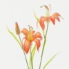 Artificial Flower 22*22*60cm Lily *3 single stem GS-53623015 Single Flowers YeahFlower is one of Chinese leading OEM manufacturers and exporters , supplying the silk flowers, wholesale artificial trees