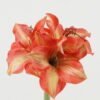 Artificial Flower Lily 3 single stem GS-53623033-O2_7 Artificial Flower 13*13*48cm Lily *3 single stem GS-53623033-O2 Single Flowers YeahFlower is one of Chinese leading OEM manufacturers and exporters , supplying the silk flowers, wholesale artificial trees