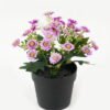 Artificial Flower Mini Mum in PP pot GS-03323035-Z2_1 Artificial Flower 15*15*19cm Mini Mum in PP pot GS-03323035-Z2 Potted Flowers&Plants YeahFlower is one of Chinese leading OEM manufacturers and exporters , supplying the silk flowers, wholesale artificial trees