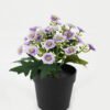 Artificial Flower Mini Mum in PP pot GS-03323035-Z2_2 Artificial Flower 15*15*19cm Mini Mum in PP pot GS-03323035-Z2 Potted Flowers&Plants YeahFlower is one of Chinese leading OEM manufacturers and exporters , supplying the silk flowers, wholesale artificial trees