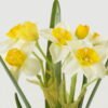 Artificial Flower Narcissus 2 GS-00523001-W2_7 Artificial Flower 20*20*54cm Narcissus *2 GS-00523001-W2 Flowers Bush YeahFlower is one of Chinese leading OEM manufacturers and exporters , supplying the silk flowers, wholesale artificial trees