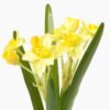Artificial Flower 20*20*54cm Narcissus *2 GS-00523001-Y2 Flowers Bush YeahFlower is one of Chinese leading OEM manufacturers and exporters , supplying the silk flowers, wholesale artificial trees