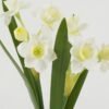 Artificial Flower Narcissus 2 GS-00523013-W1_6 Artificial Flower 18*18*44cm Narcissus *2 GS-00523013-W1 Flowers Bush YeahFlower is one of Chinese leading OEM manufacturers and exporters , supplying the silk flowers, wholesale artificial trees
