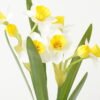 Artificial Flower Narcissus 2 GS-00523013-W2_6 Artificial Flower 18*18*44cm Narcissus *2 GS-00523013-W2 Flowers Bush YeahFlower is one of Chinese leading OEM manufacturers and exporters , supplying the silk flowers, wholesale artificial trees