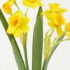Artificial Flower 18*18*44cm Narcissus *2 GS-00523013-Y1 Flowers Bush YeahFlower is one of Chinese leading OEM manufacturers and exporters , supplying the silk flowers, wholesale artificial trees