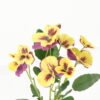 Artificial Flower Pansy 5 bush GS-53623035-Y1_9 Artificial Flower 22*22*34cm Pansy *5 bush GS-53623035-Y1 Flowers Bush YeahFlower is one of Chinese leading OEM manufacturers and exporters , supplying the silk flowers, wholesale artificial trees