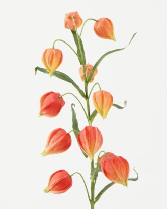 Artificial Flower 16*16*73cm Poha single stem GS-53623021 Single Flowers YeahFlower is one of Chinese leading OEM manufacturers and exporters , supplying the silk flowers, wholesale artificial trees Artificial Flower 16*16*73cm Poha single stem GS-53623021 Single Flowers YeahFlower is one of Chinese leading OEM manufacturers and exporters , supplying the silk flowers, wholesale artificial trees