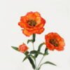 Artificial Flower Poppy single stem GS-128J23023-O1_3 Artificial Flower 15*15*49cm Poppy single stem GS-128J23023-O1 Single Flowers YeahFlower is one of Chinese leading OEM manufacturers and exporters , supplying the silk flowers, wholesale artificial trees