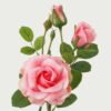 Artificial Flower ROSE 7 GS-00523005-P1_1 Artificial Flower 20*20*49cm ROSE * 7 GS-00523005-P1 Single Flowers YeahFlower is one of Chinese leading OEM manufacturers and exporters , supplying the silk flowers, wholesale artificial trees