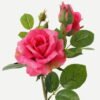 Artificial Flower 20*20*49cm  ROSE * 7 GS-00523005-R3 Single Flowers YeahFlower is one of Chinese leading OEM manufacturers and exporters , supplying the silk flowers, wholesale artificial trees