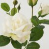 Artificial Flower ROSE 7 GS-00523005-W1_7 Artificial Flower 20*20*49cm ROSE * 7 GS-00523005-W1 Single Flowers YeahFlower is one of Chinese leading OEM manufacturers and exporters , supplying the silk flowers, wholesale artificial trees