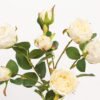 Artificial Flower 21*21*68cm Rose *7 single stem GS-53923001-W1 Single Flowers YeahFlower is one of Chinese leading OEM manufacturers and exporters , supplying the silk flowers, wholesale artificial trees