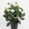 Artificial Flower 25*25*32cm Rose in PP pot GS-03323014-W1 Potted Flowers&Plants YeahFlower is one of Chinese leading OEM manufacturers and exporters , supplying the silk flowers, wholesale artificial trees