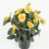 Artificial Flower Rose in PP pot GS-03323014-Y1_1 Artificial Flower 25*25*32cm Rose in PP pot GS-03323014-Y1 Potted Flowers&Plants YeahFlower is one of Chinese leading OEM manufacturers and exporters , supplying the silk flowers, wholesale artificial trees