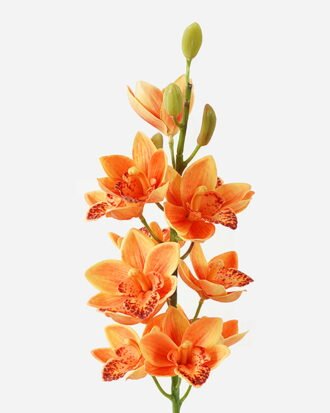 Artificial Flower 14*14*75cm Single large flower whelan GS-00523002-O2 Single Flowers YeahFlower is one of Chinese leading OEM manufacturers and exporters , supplying the silk flowers, wholesale artificial trees