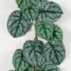 Artificial Plant Arum vine 5 garland lvs 20 GS-64023003_7 Artificial Plant 40*137cm Arum vine *5 garland/lvs 20 GS-64023003 Leaves&Sprays&Foliages YeahFlower is one of Chinese leading OEM manufacturers and exporters , supplying the silk flowers, wholesale artificial trees