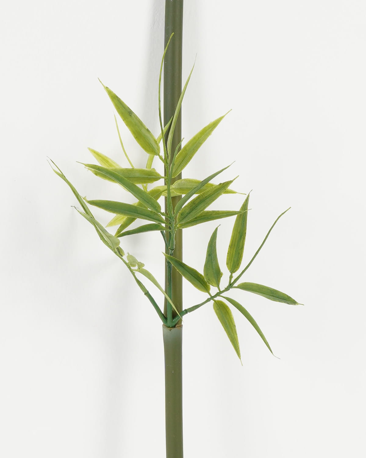 single bamboo stalk