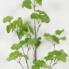 Artificial Plant Ginkgo leaf 3 single stem GS-53623041_3 Artificial Plant 35*35*113cm Ginkgo leaf *3 single stem GS-53623041 Leaves&Sprays&Foliages YeahFlower is one of Chinese leading OEM manufacturers and exporters , supplying the silk flowers, wholesale artificial trees