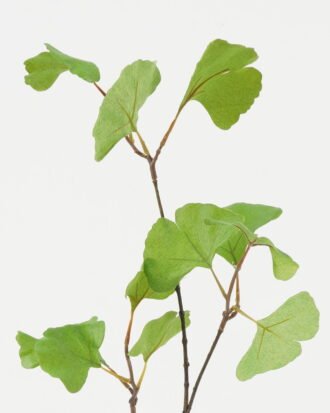Artificial Plant 20*20*76cm Ginkgo leaf *3 single stem GS-53623042-G1 Leaves&Sprays&Foliages YeahFlower is one of Chinese leading OEM manufacturers and exporters , supplying the silk flowers, wholesale artificial trees Artificial Plant 20*20*76cm Ginkgo leaf *3 single stem GS-53623042-G1 Leaves&Sprays&Foliages YeahFlower is one of Chinese leading OEM manufacturers and exporters , supplying the silk flowers, wholesale artificial trees