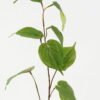 Artificial Plant Leaf 2 single stem GS-53623037_7 Artificial Plant 23*23*76cm Leaf *2 single stem GS-53623037 Leaves&Sprays&Foliages YeahFlower is one of Chinese leading OEM manufacturers and exporters , supplying the silk flowers, wholesale artificial trees