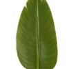 Artificial Plant Leaf single stem GS-66423003_2 Artificial Plant 19.5*87cm Leaf single stem GS-66423003 Leaves&Sprays&Foliages YeahFlower is one of Chinese leading OEM manufacturers and exporters , supplying the silk flowers, wholesale artificial trees