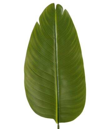 Artificial Plant 19.5*87cm Leaf single stem GS-66423003 Leaves&Sprays&Foliages YeahFlower is one of Chinese leading OEM manufacturers and exporters , supplying the silk flowers, wholesale artificial trees Artificial Plant 19.5*87cm Leaf single stem GS-66423003 Leaves&Sprays&Foliages YeahFlower is one of Chinese leading OEM manufacturers and exporters , supplying the silk flowers, wholesale artificial trees