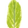Artificial Plant Leaf single stem GS-66423004_2 Artificial Plant 16*87cm Leaf single stem GS-66423004 Leaves&Sprays&Foliages YeahFlower is one of Chinese leading OEM manufacturers and exporters , supplying the silk flowers, wholesale artificial trees