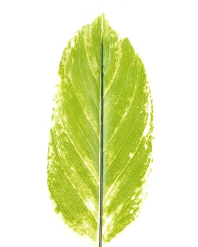 Artificial Plant Leaf single stem GS-66423004_2 Artificial Plant 16*87cm Leaf single stem GS-66423004 Leaves&Sprays&Foliages YeahFlower is one of Chinese leading OEM manufacturers and exporters , supplying the silk flowers, wholesale artificial trees