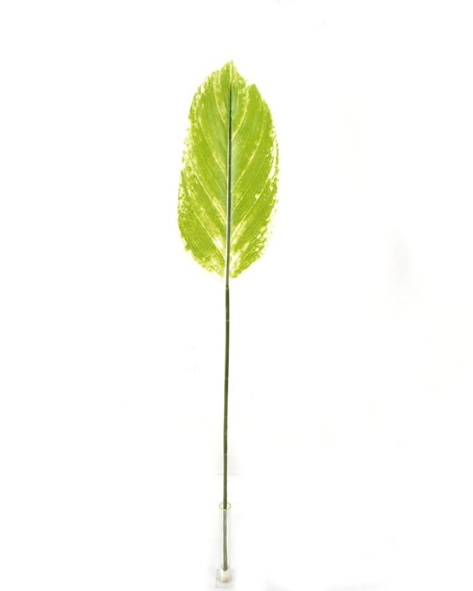 Artificial Plant Leaf single stem GS-66423004_3 Artificial Plant 16*87cm Leaf single stem GS-66423004 Leaves&Sprays&Foliages YeahFlower is one of Chinese leading OEM manufacturers and exporters , supplying the silk flowers, wholesale artificial trees