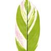 Artificial Plant 16*86cm Leaf single stem GS-66423005 Leaves&Sprays&Foliages YeahFlower is one of Chinese leading OEM manufacturers and exporters , supplying the silk flowers, wholesale artificial trees