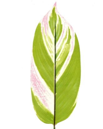 Artificial Plant 16*86cm Leaf single stem GS-66423005 Leaves&Sprays&Foliages YeahFlower is one of Chinese leading OEM manufacturers and exporters , supplying the silk flowers, wholesale artificial trees Artificial Plant 16*86cm Leaf single stem GS-66423005 Leaves&Sprays&Foliages YeahFlower is one of Chinese leading OEM manufacturers and exporters , supplying the silk flowers, wholesale artificial trees