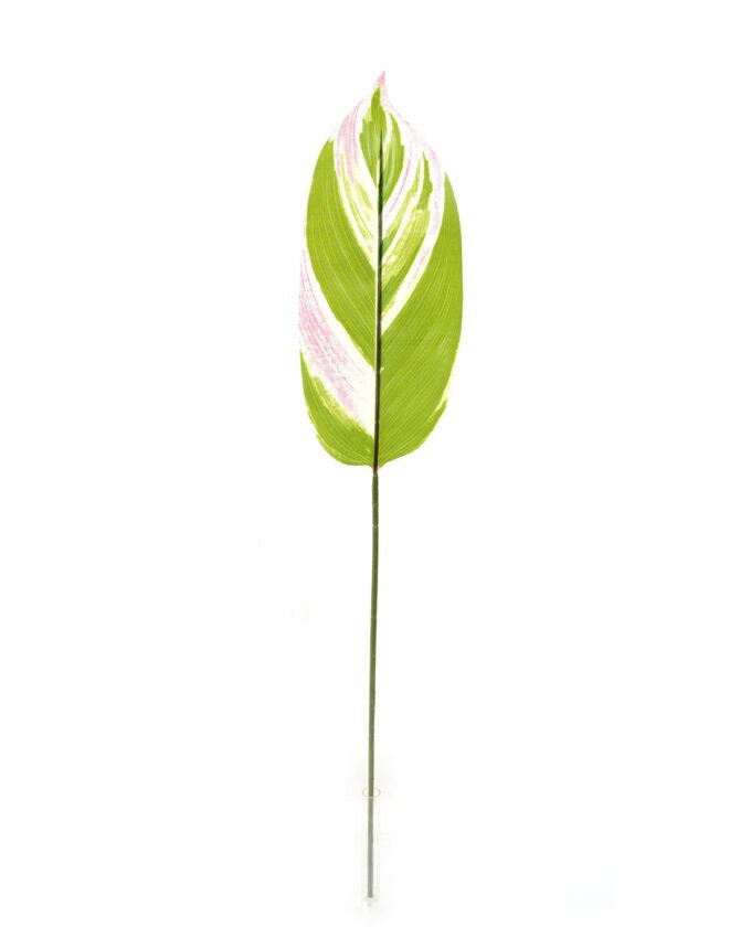 Artificial Plant 16*86cm Leaf single stem GS-66423005 Leaves&Sprays&Foliages YeahFlower is one of Chinese leading OEM manufacturers and exporters , supplying the silk flowers, wholesale artificial trees