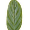 Artificial Plant 16*88cm Leaf single stem GS-66423006-G1 Leaves&Sprays&Foliages YeahFlower is one of Chinese leading OEM manufacturers and exporters , supplying the silk flowers, wholesale artificial trees
