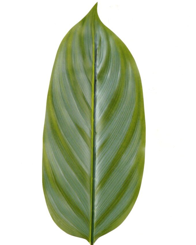 Artificial Plant 16*88cm Leaf single stem GS-66423006-G1 Leaves&Sprays&Foliages YeahFlower is one of Chinese leading OEM manufacturers and exporters , supplying the silk flowers, wholesale artificial trees