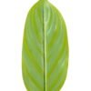 Artificial Plant Leaf single stem GS-66423006_2 Artificial Plant 16*88cm Leaf single stem GS-66423006 Leaves&Sprays&Foliages YeahFlower is one of Chinese leading OEM manufacturers and exporters , supplying the silk flowers, wholesale artificial trees
