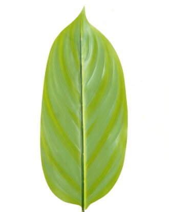 Artificial Plant 16*88cm Leaf single stem GS-66423006 Leaves&Sprays&Foliages YeahFlower is one of Chinese leading OEM manufacturers and exporters , supplying the silk flowers, wholesale artificial trees Artificial Plant 16*88cm Leaf single stem GS-66423006 Leaves&Sprays&Foliages YeahFlower is one of Chinese leading OEM manufacturers and exporters , supplying the silk flowers, wholesale artificial trees