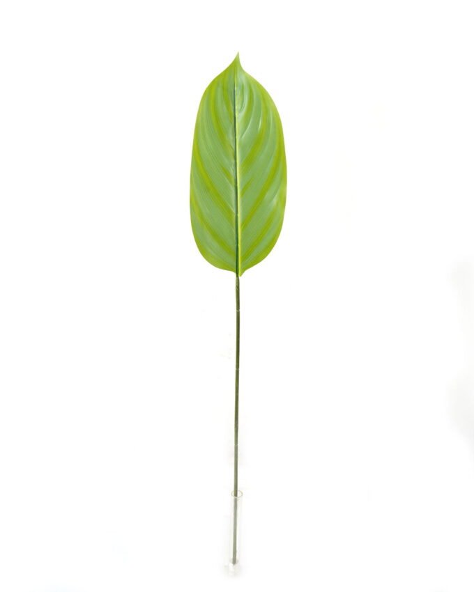 Artificial Plant Leaf single stem GS-66423006_3 Artificial Plant 16*88cm Leaf single stem GS-66423006 Leaves&Sprays&Foliages YeahFlower is one of Chinese leading OEM manufacturers and exporters , supplying the silk flowers, wholesale artificial trees