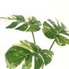 Artificial Plant 40*60cm Monstera *3 bundle GS-66423002 Leaves&Sprays&Foliages YeahFlower is one of Chinese leading OEM manufacturers and exporters , supplying the silk flowers, wholesale artificial trees