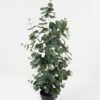 Artificial Table Plants 30*30*78cm Eucalyptus Leaf in pot GS-70123035 Potted Flowers&Plants YeahFlower is one of Chinese leading OEM manufacturers and exporters , supplying the silk flowers, wholesale artificial trees