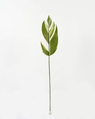Artificial Table Plants 16*87cm Leaf Leaf single stem GS-66423033 Leaves&Sprays&Foliages YeahFlower is one of Chinese leading OEM manufacturers and exporters , supplying the silk flowers, wholesale artificial trees Artificial Table Plants 16*87cm Leaf Leaf single stem GS-66423033 Leaves&Sprays&Foliages YeahFlower is one of Chinese leading OEM manufacturers and exporters , supplying the silk flowers, wholesale artificial trees