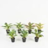 Artificial Table Plants 25*25*25cm Leaf in PP pot/10 lvs GS-70223011 Potted Flowers&Plants YeahFlower is one of Chinese leading OEM manufacturers and exporters , supplying the silk flowers, wholesale artificial trees