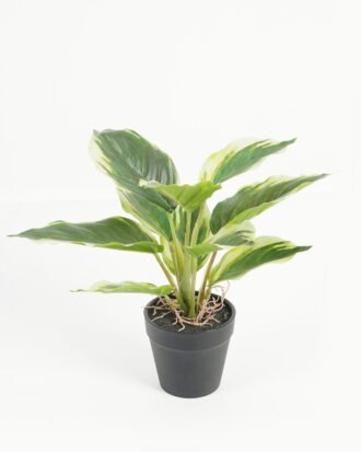 Artificial Table Plants 25*25*25cm Leaf in PP pot/10 lvs GS-70223011 Potted Flowers&Plants YeahFlower is one of Chinese leading OEM manufacturers and exporters , supplying the silk flowers, wholesale artificial trees
