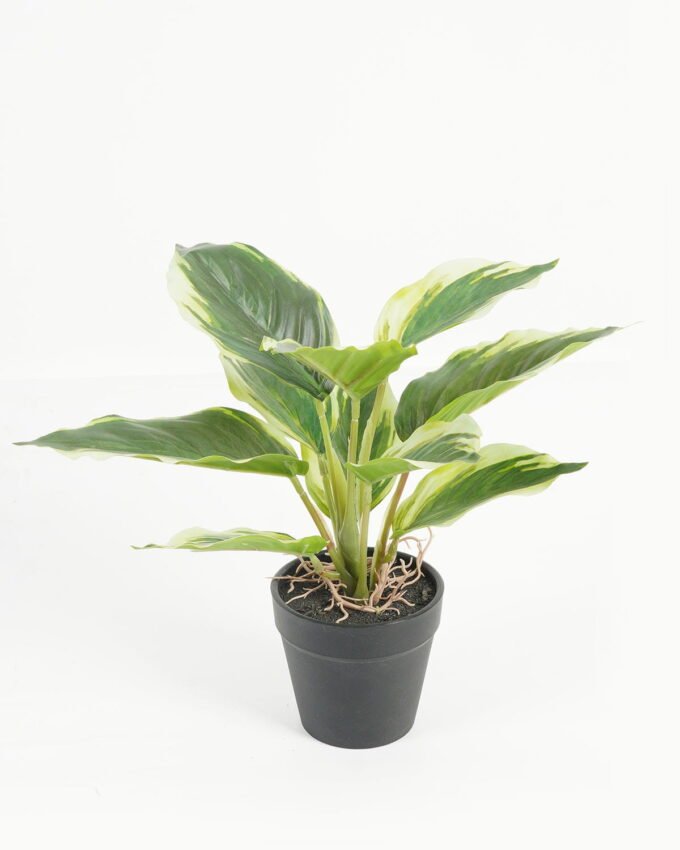 Artificial Table Plants 25*25*25cm Leaf in PP pot/10 lvs GS-70223011 Potted Flowers&Plants YeahFlower is one of Chinese leading OEM manufacturers and exporters , supplying the silk flowers, wholesale artificial trees