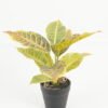 Artificial Table Plants 25*25*25cm Leaf in PP pot/10 lvs GS-70223011 Potted Flowers&Plants YeahFlower is one of Chinese leading OEM manufacturers and exporters , supplying the silk flowers, wholesale artificial trees