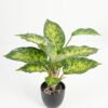 Artificial Table Plants Leaf in PP pot 14 lvs GS-70223010-G5_6 Artificial Table Plants 28*28*36cm Leaf in PP pot/14 lvs GS-70223010-G5 Potted Flowers&Plants YeahFlower is one of Chinese leading OEM manufacturers and exporters , supplying the silk flowers, wholesale artificial trees