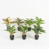 Artificial Table Plants 28*28*36cm Leaf in PP pot/14 lvs GS-70223010 Potted Flowers&Plants YeahFlower is one of Chinese leading OEM manufacturers and exporters , supplying the silk flowers, wholesale artificial trees