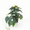 Artificial Table Plants 50*25*25cm Leaf in PP pot GS-03323115 Potted Flowers&Plants YeahFlower is one of Chinese leading OEM manufacturers and exporters , supplying the silk flowers, wholesale artificial trees