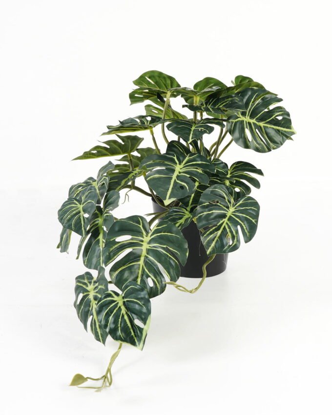 Artificial Table Plants 50*25*25cm Montera in PP pot GS-03323111 Potted Flowers&Plants YeahFlower is one of Chinese leading OEM manufacturers and exporters , supplying the silk flowers, wholesale artificial trees